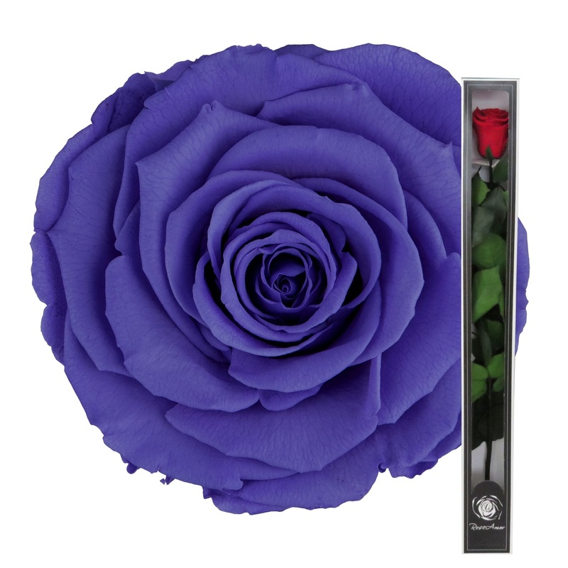 Dark Purple Preserved Rose Stems