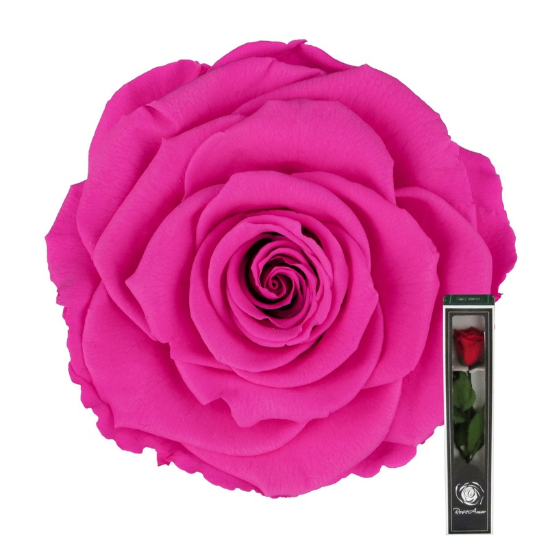 Hot Pink Preserved Rose Stems-Single Rose & 3 Stems Roses & 5 Stems Roses & 8 Stems Roses & 12 Stems Roses & 15 Stems Roses & 20 Stems Roses-Arranged in Gift Box & Arranged in Bouquet