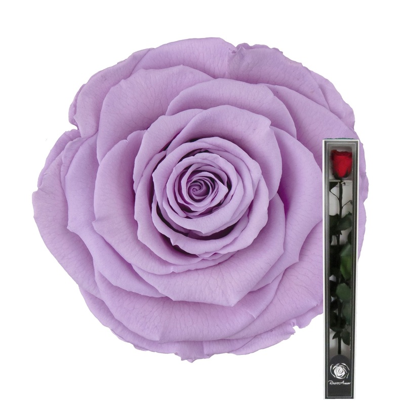 Lavender Preserved Rose Stems-Single Rose & 3 Stems Roses & 5 Stems Roses & 8 Stems Roses & 12 Stems Roses & 15 Stems Roses & 20 Stems Roses-Arranged in Gift Box & Arranged in Bouquet