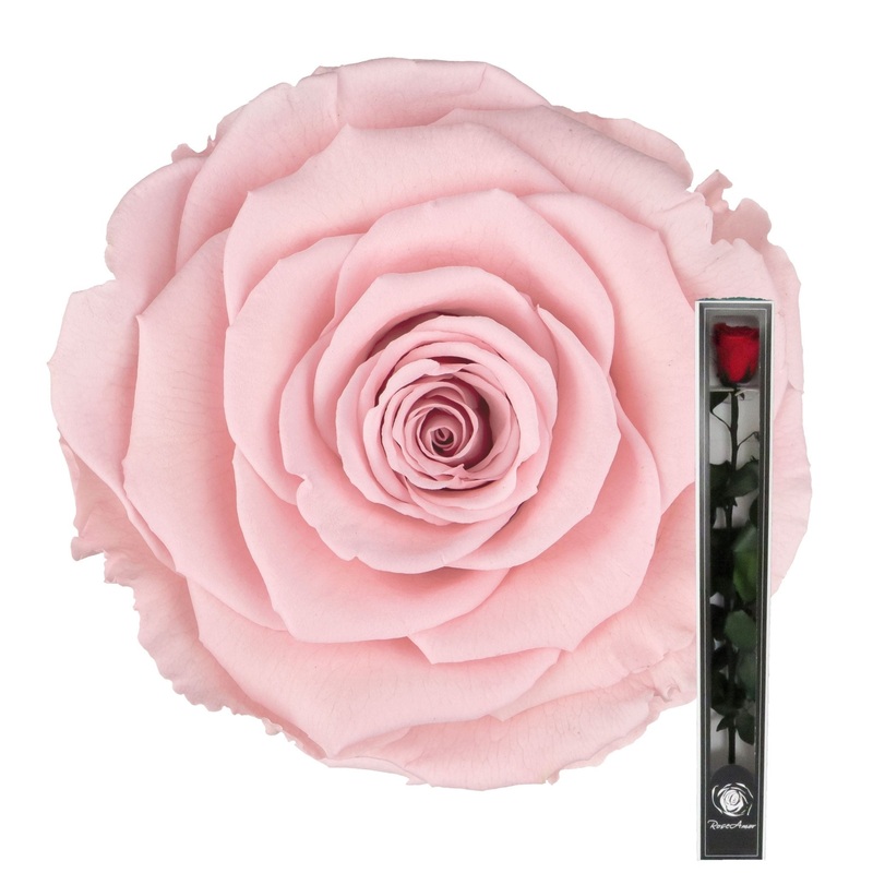 Pink Preserved Rose Stems-Single Rose & 3 Stems Roses & 5 Stems Roses & 8 Stems Roses & 12 Stems Roses & 15 Stems Roses & 20 Stems Roses-Arranged in Gift Box & Arranged in Bouquet