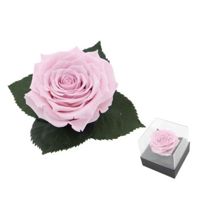 Single Pink Preserve Rose Gift Box – Rose Head  7cm