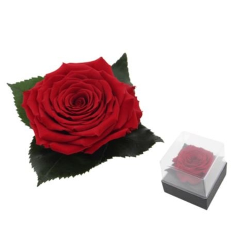 Single Red Preserve Rose Gift Box – Rose Head  7cm