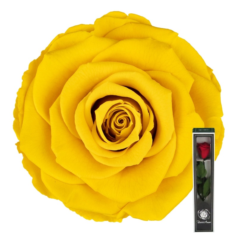 Yellow Preserved Rose Stems-Single Rose & 3 Stems Roses & 5 Stems Roses & 8 Stems Roses & 12 Stems Roses & 15 Stems Roses & 20 Stems Roses-Arranged in Gift Box & Arranged in Bouquet