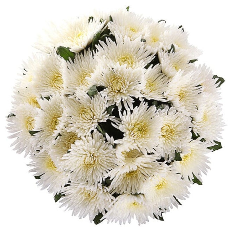 Anastasia White Chrysanthemum Bouquet