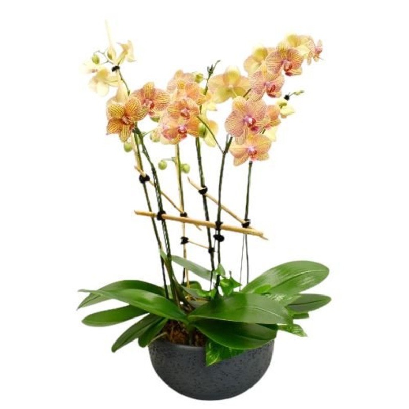 Phalenopsis Orchids in Round  Ceramic Pot