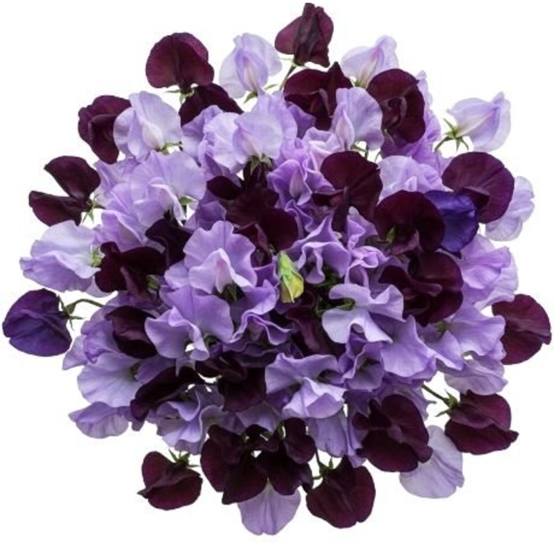 Purple and Lavender Sweet Pea Bouquet