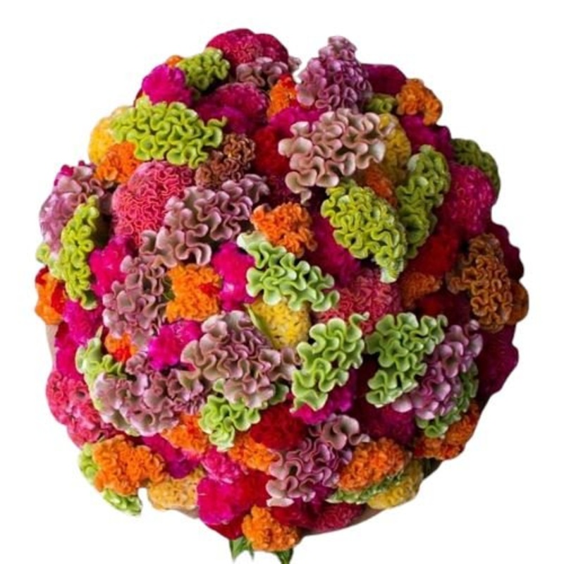 Rainbow Celosia Bouquet-Extra Small (15 stems) & Small (20 stems) & Regular (25 stems) & Medium (30 stems) & Large (40 stems) & Extra Large (50 stems) & Luxury (60 stems) & Glamour (70 stems) & Exclusive Glamour (80 stems) & Premium (100 stems) & Premium