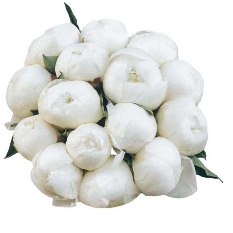 White Peonies Bouquet-Extra Small (5 stems) & Small (7 stems) & Standard (10 stems) & Standard Plus (12 stems) & Regular (15 stems) & Medium (20 stems) & Large (25 stems) & Extra Large (35 stems) & Exclusive (40 stems) & Luxury (50 stems) & Glamour (60 st