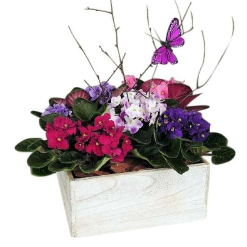 African Violets Flower Arrangement Box