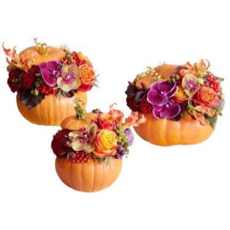 Autumn Pumpkin Set