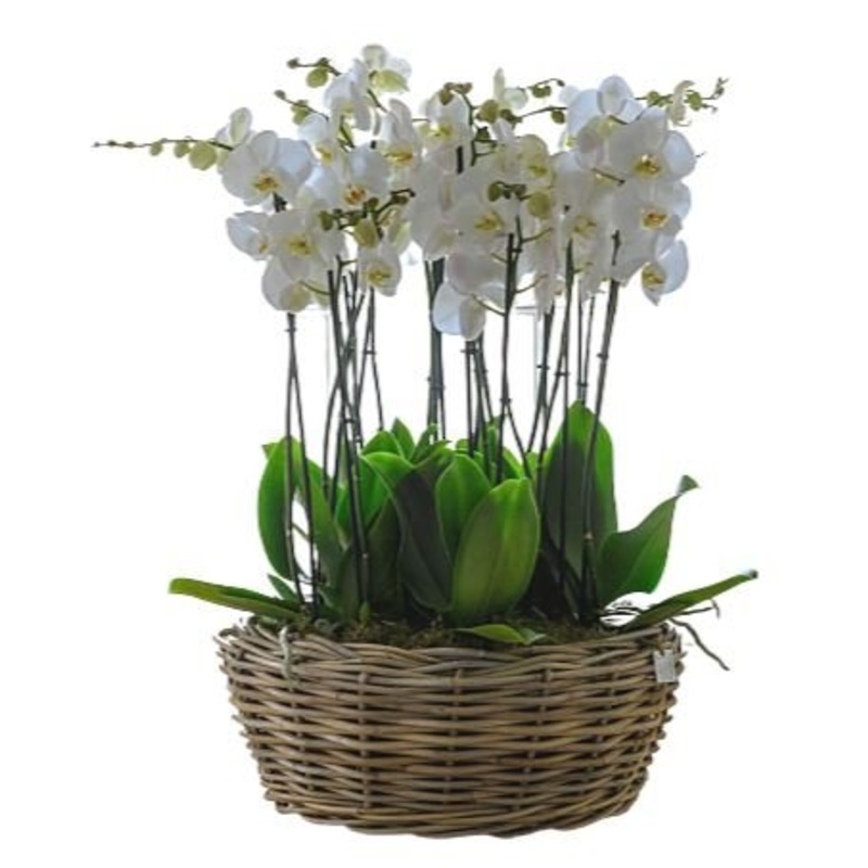 Basket of Luxury Phalaenopsis Orchids