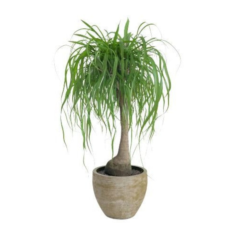 Beaucarnea in Ceramic Pot-Small (H: 60 – 70cm) & Medium (H: 90 – 100cm) & Large (H: 120 – 130cm)-White Ceramic Pot & Black Ceramic Pot & Earth Ceramic Pot & Gray Ceramic Pot