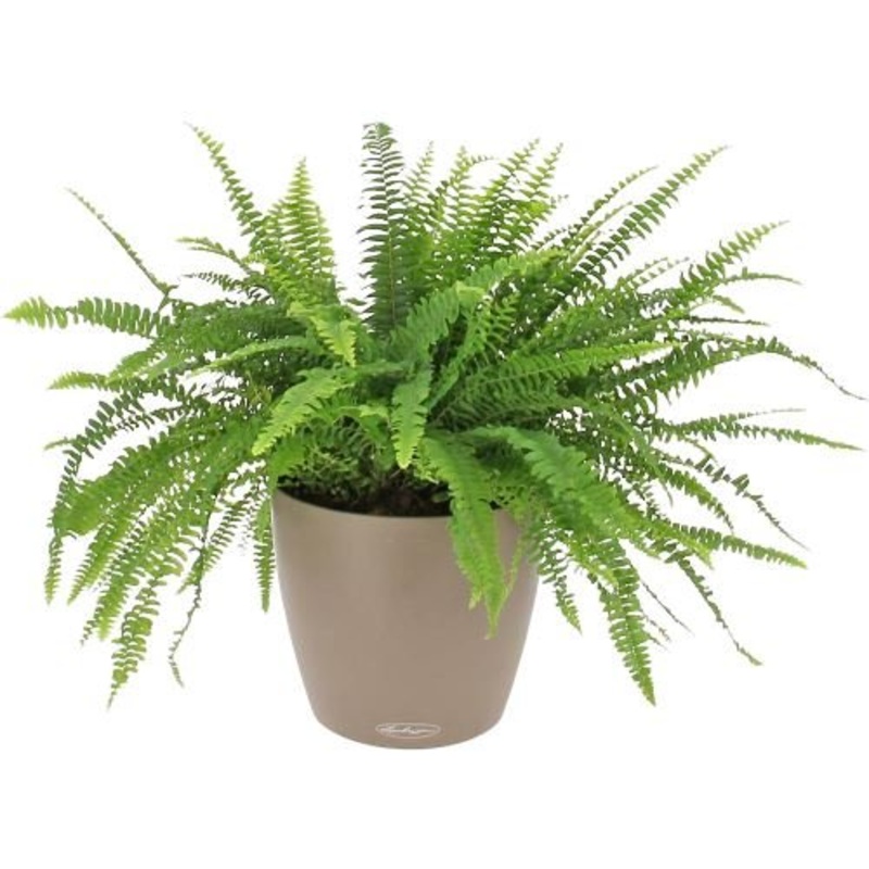 Boston Fern in Ceramic Pot-Small (H:30 – 35cm) & Regular (H:45 – 50cm) & Large (H:55 – 60cm) & Luxury (H:90 – 100cm)-Beige Pot & White Pot & Black Pot & Gold Pot & Gray Pot