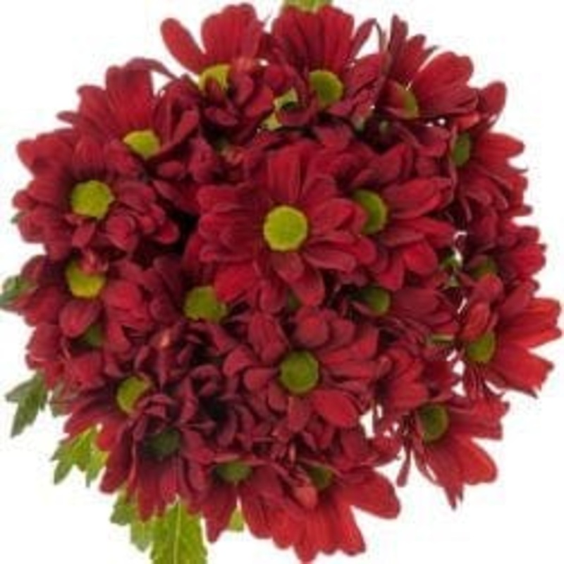 Chrysanthemum Daisy Red Bouquet