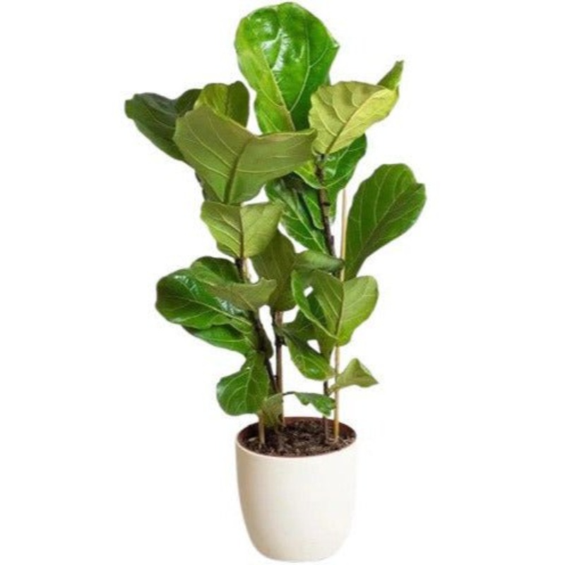 Ficus Lyrata in Ceramic Pot-Small (1 plant) & Regular (2 plant) & Large (3 plant) & Luxury (4 plant)-(H: 35 – 45cm) & (H: 50 – 60cm) & (H: 90 – 100cm) & (H: 110 – 120cm)-White Pot & Black Pot & Earth Pot & Gray Pot & Nursery Pot