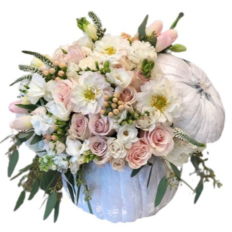 Gorgeous White Pumpkin-Extra Small (25 stems) & Small ( 35 stems) & Medium (55 stems) & Large (65 stems)