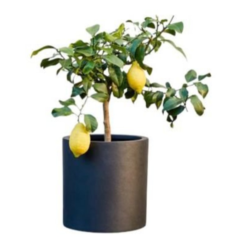 Lemon Tree Citrus Plant-Small (13 / 30cm) & Regular (16 / 45cm) & Large (26 / 70cm)-Black Ceramic Pot & White Ceramic Pot & Gold Ceramic Pot & Gray Ceramic Pot & Stone Ceramic Pot & Plastic Flower Pot & Nursery Pot
