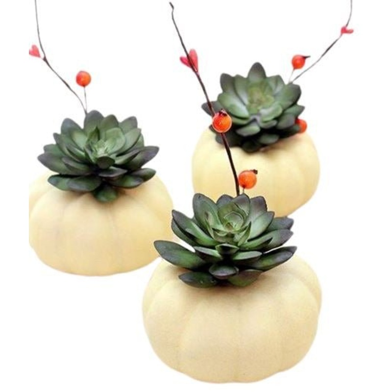 Mini Pumpkin Succulent Set
