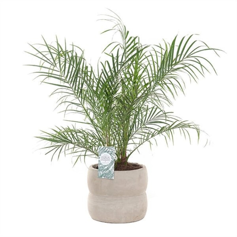 Phoenix Roebeleni Palm in Ceramic Pot