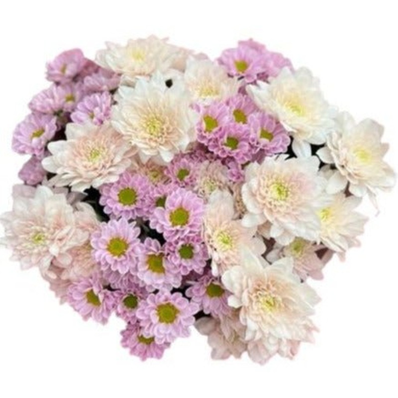 Pink Santini and Pastel Chrysanthemum Bouquet