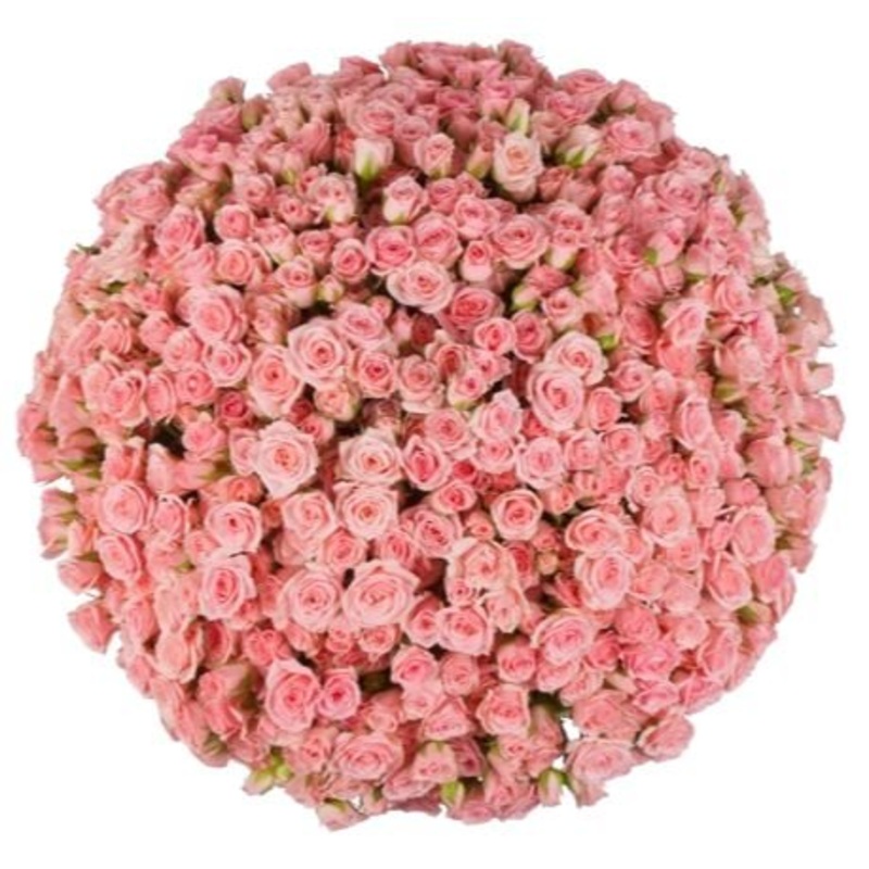 Pink Spray Roses Bouquet-Extra Small (10 stems) & Small (15 stems) & Regular (20 stems) & Medium (25 stems) & Large (30 stems) & Extra Large (40 stems) & Luxury (50 stems) & Glamour (60 stems) & Exclusive Glamour (70 stems) & Premium (80 stems) & Premium