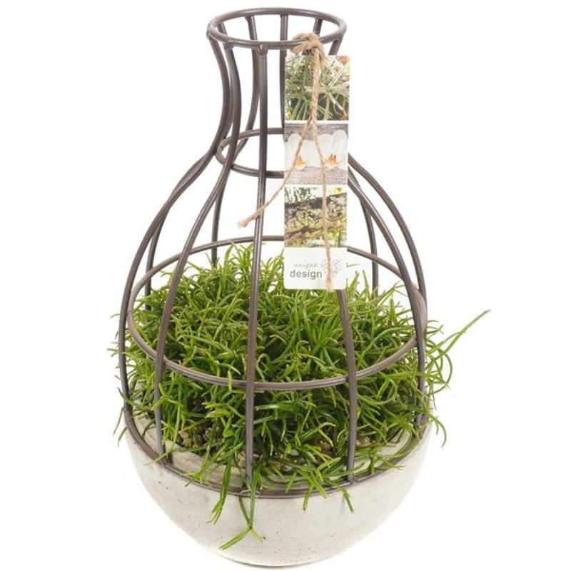 Rhipsalis in a Creative Pot