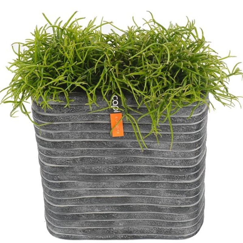 Rhipsalis in Rectangual Pot-Small ( 2 plants) & Regular (3 plants) & Large ( 4 plants) & Extra Large ( 6 plants)-Gray Pot & Black Pot & White Pot & Gold Pot