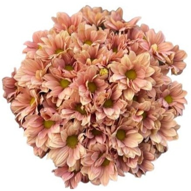 Salmon Daisy Chrysanthemum Bouquet