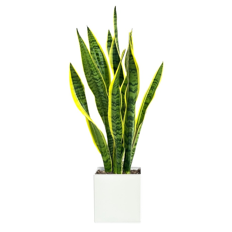 Snake Plant in Ceramic Pot-Small  (12  x 35cm) & Regular (14  x 45cm) & Large (16  x 50cm) & Luxury  (21  x 60cm)-White Pot & Black Pot & Gray Pot & Gold Pot
