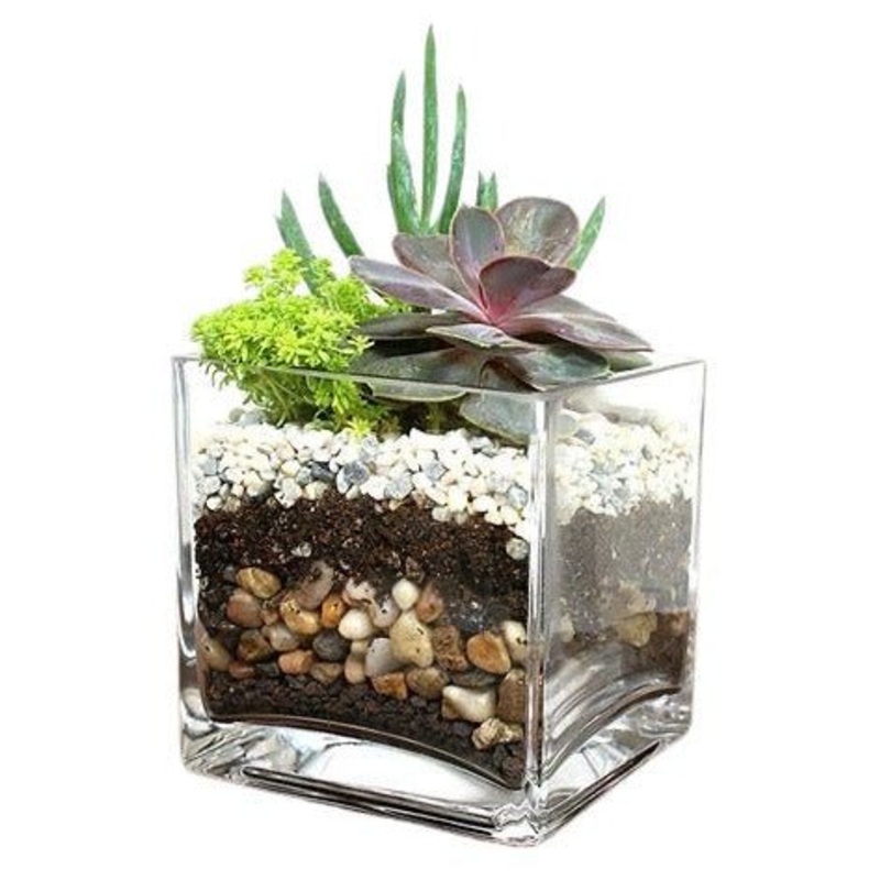 Succulent Arrangement in Glass Pot