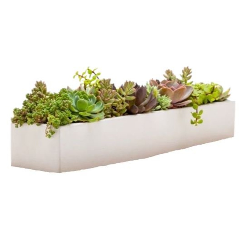 Succulent in Rectangular Cement  Pot