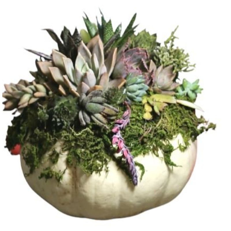 Succulent in White Pumpkin