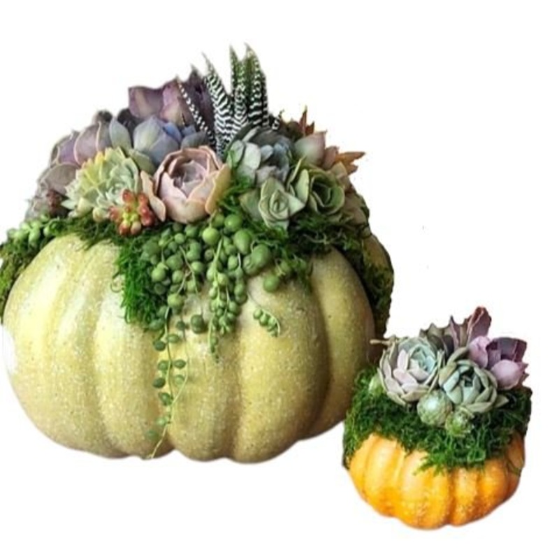 Succulent Pumpkin Set