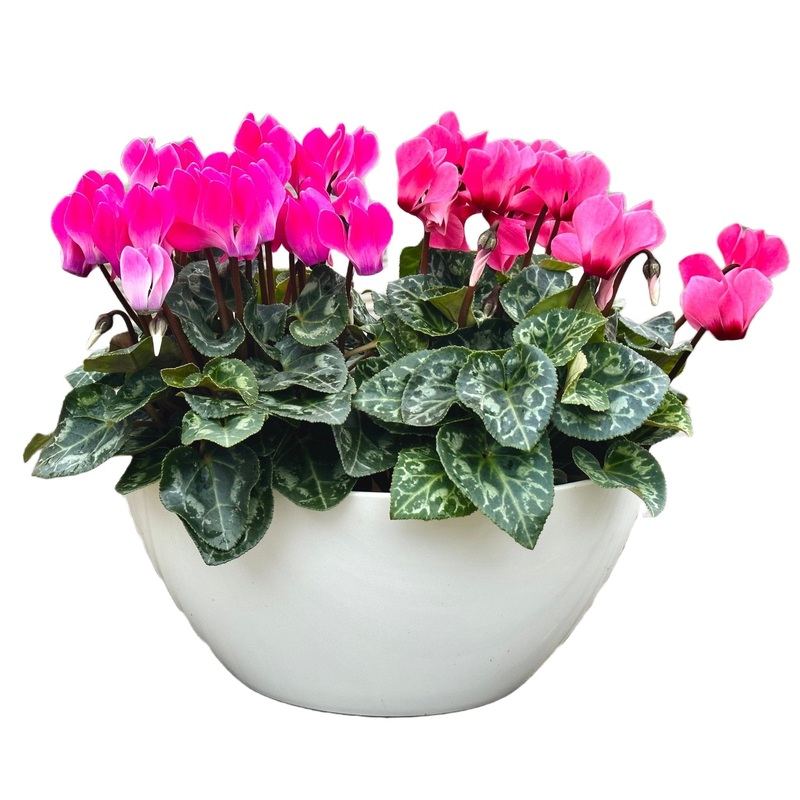 Amazing Cyclamen Pot-Small (2 plants) & Medium (3 plants) & Large ( 4 plants) & Luxury (6 plants) & Glamour (8 plants) & Exclusive Glamour (10 plants)-Pink Cyclamen & Pink and White Cyclamen & Red Cyclamen & Light Pink Cyclamen & Cerise Cyclamen & White C
