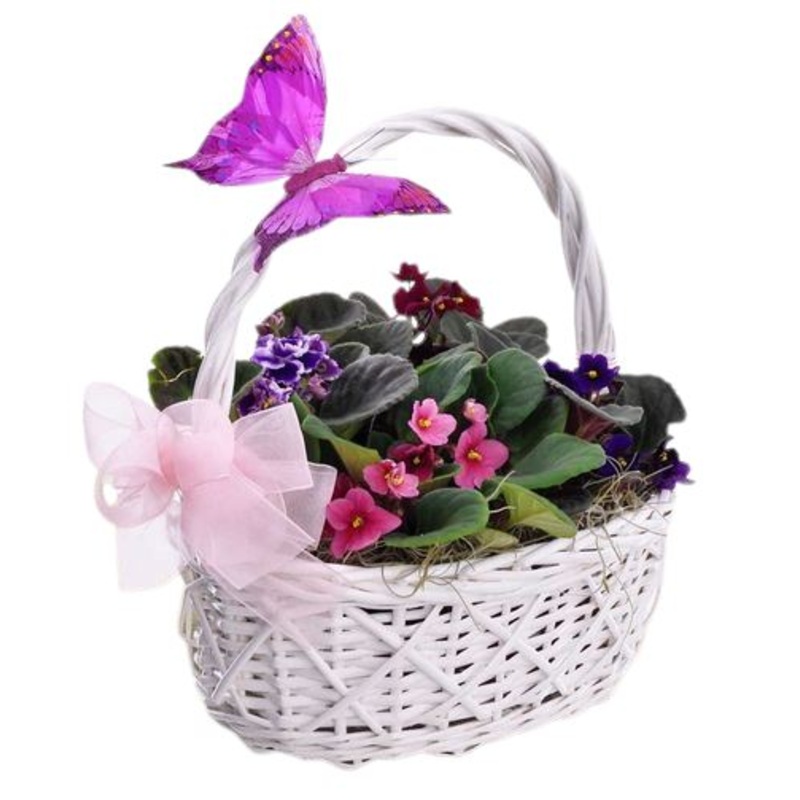Basket of African Violets with Butterfly