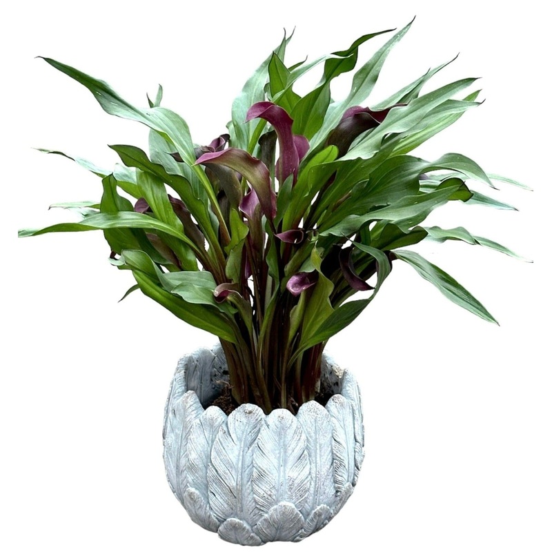Calla Lily Stone Pot-Regular ( 1 plant) & Large (2 plant) & Luxury (3 plant) & Glamour (4 plant)-H: 40cm-50cm & H: 50cm-60cm-Burgundy Calla Lily & White Calla Lily & Purple Calla Lily & Pink Calla Lily & Yellow Calla Lily & Orange Calla Lily