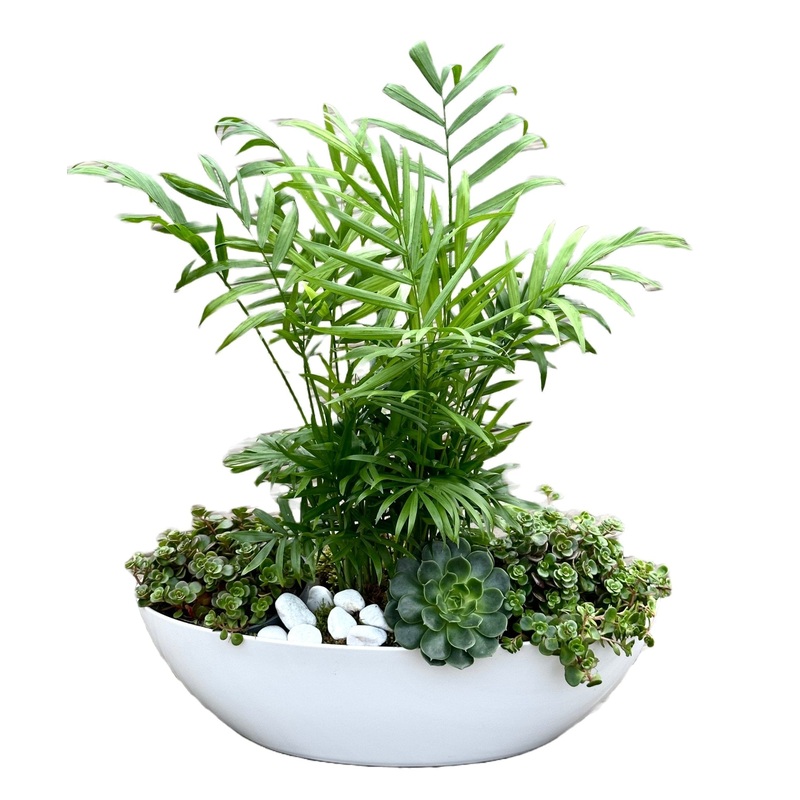 Chamaedorea and Succulents Plants Arrangement