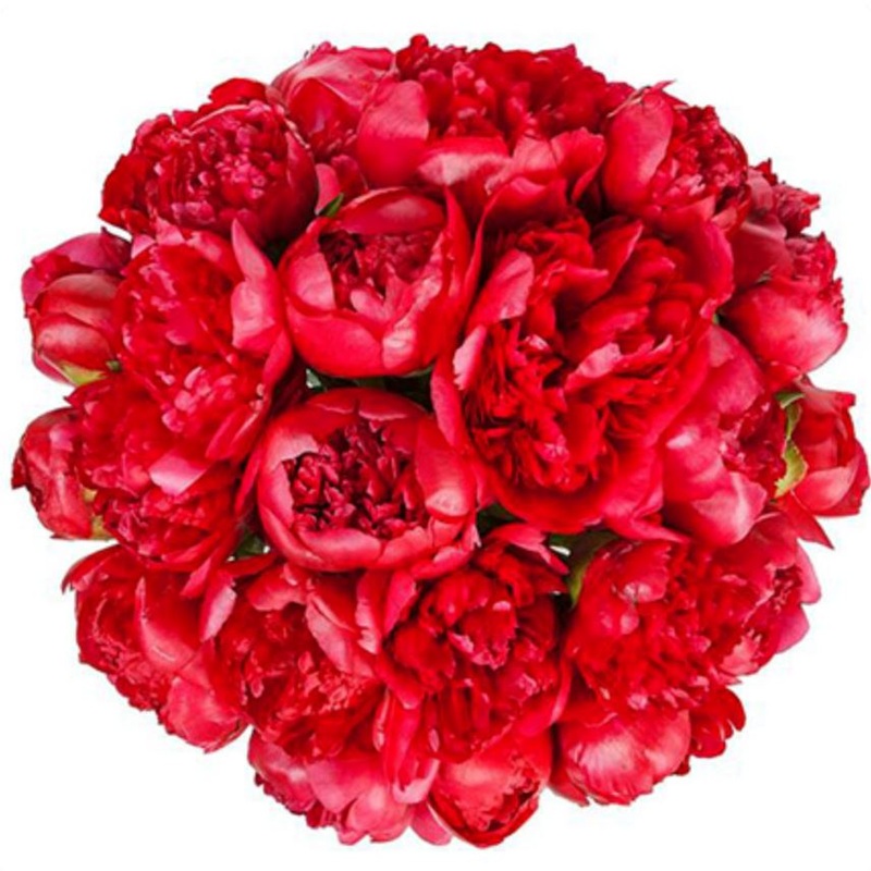Classic Red Peonies Bouquet-Extra Small (5 stems) & Small (7 stems) & Medium (10 stems ) & Standard (12 stems) & Standard Plus (15 stems) & Regular (20 stems ) & Large (25 stems) & Extra Large  (30 stems ) & Luxury (40 stems ) & Glamour (50 stems) & Exclu