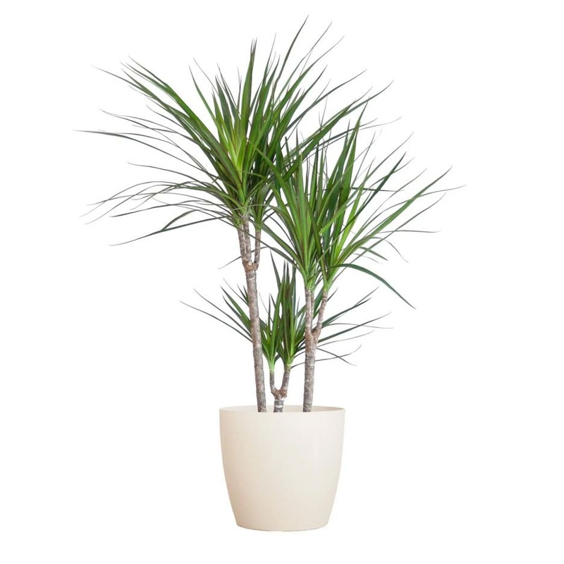 Luxury Dracaena Marginata-Small (H:80 – 90cm) & Regular (H:110 – 120cm) & Large (H:140cm – 150cm) & Luxury (H:150cm – 160cm)-Black Ceramic Pot & Gray Ceramic Pot & White Ceramic Pot & Gold Ceramic Pot & Nursery Pot
