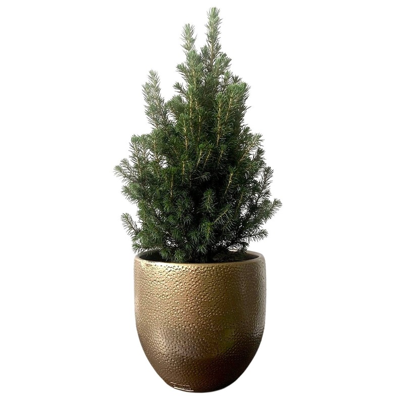 Potted Christmas Tree Picea Glauca