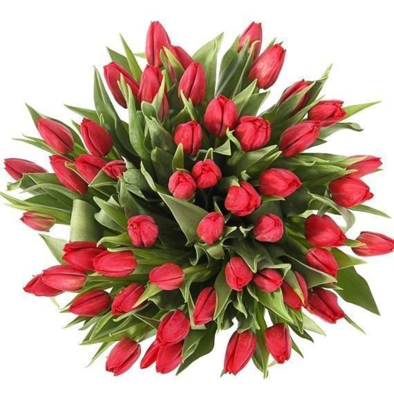 Red Tulips Bouquet-Extra Small (10 stems) & Small (20 stems) & Medium (25 stems) & Regular (30 stems) & Large (35 stems) & Extra Large (40 stems) & Luxury (50 stems) & Glamour (60 stems) & Excusive Glamour (70 stems) & Premium (80 stems) & Premium Extra (