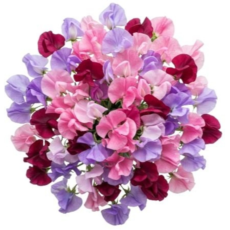 Vibrant Sweet Peas Bouquet-Mini (15 stems) & Extra Small (20 stems) & Small (25 stems) & Medium (30 stems) & Regular (35 stems) & Large (40 stems) & Extra Large (50 stems) & Luxury (70 stems) & Glamour (85 stems) & Premium (100 stems) & Premium Extra (120