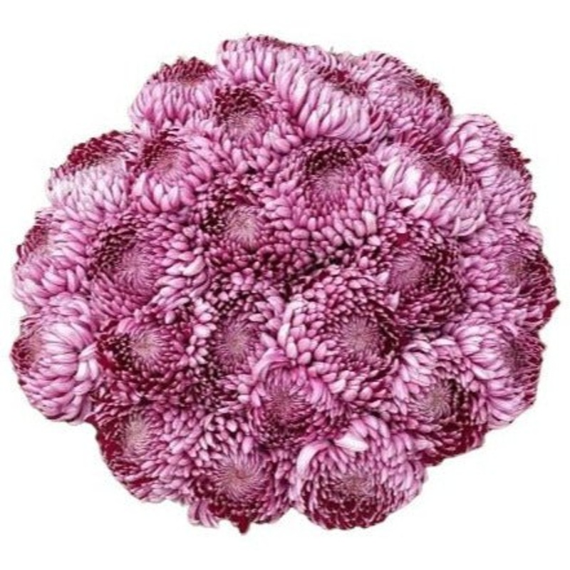 Amazing Purple Paars Chrysanthemum Bouquet