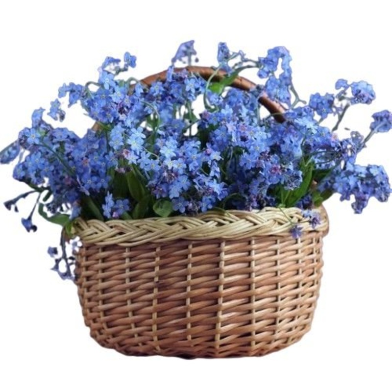 Basket of Blue Forget Me Not-Mini (10 stems) & Extra Small (15 stems) & Small (20 stems) & Regular (30 stems) & Medium (40 stems) & Large (50 stems) & Extra Large (60 stems) & Luxury (70 stems) & Glamour (85 stems) & Exclusive Glamour (100 stems) & Premiu