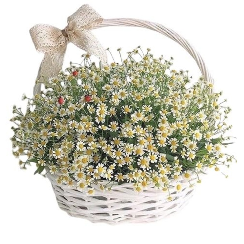 Basket of Daisy Tanacetum Flowers