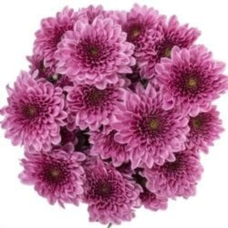 Bouquet of Dark Pink Chrysanthemum