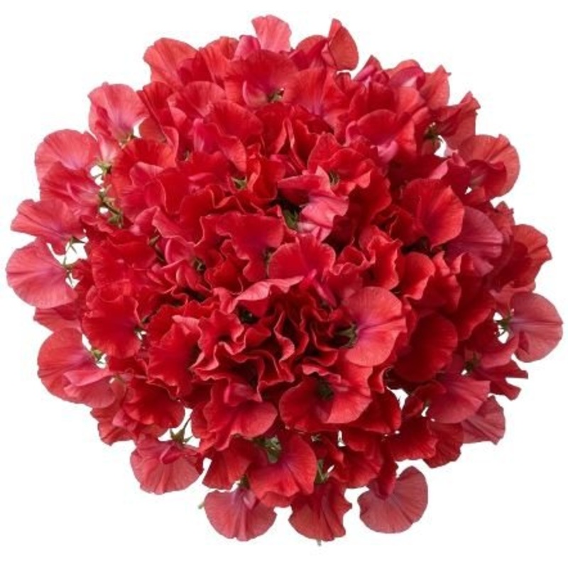 Bouquet of Red Sweet Pea-Mini (10 stems) & Extra Small (15 stems) & Small (20 stems) & Medium (25 stems) & Regular (30 stems) & Large (40 stems) & Extra Large (50 stems) & Luxury (60 stems) & Glamour (70 stems) & Premium (80 stems) & Premium Extra 90 stem