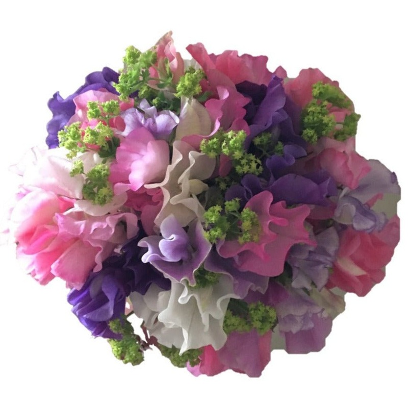 Bouquet of Sweet Pea with Bupleurum