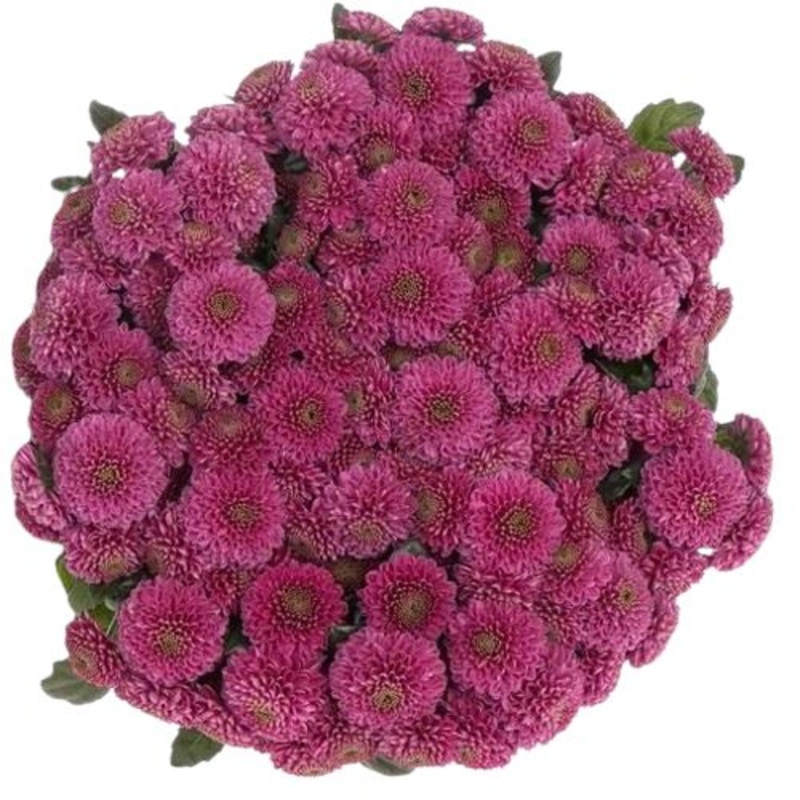 Bouquet of  Vivid Cerise Santini Chrysanthemum