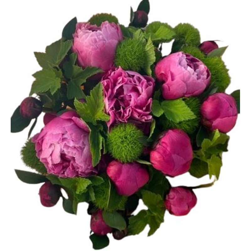 Cerise Peony and  Green Trick Carnation Bouquet